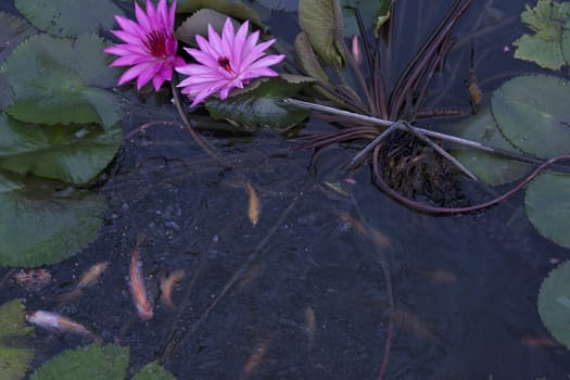 goldfish in the pond lotus flower