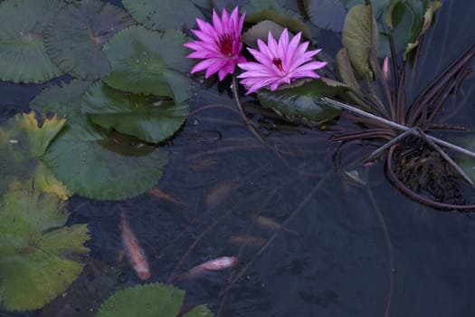 goldfish in the pond lotus flower
