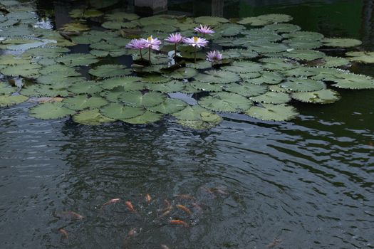 goldfish in the pond lotus flower