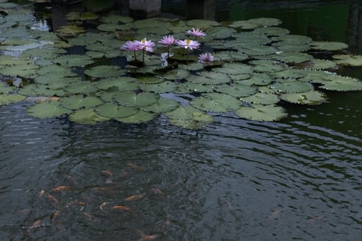 goldfish in the pond lotus flower