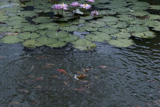 goldfish in the pond lotus flower