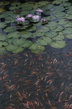 goldfish in the pond lotus flower