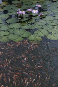 goldfish in the pond lotus flower