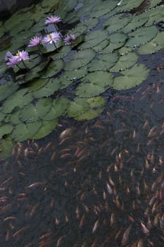 goldfish in the pond lotus flower