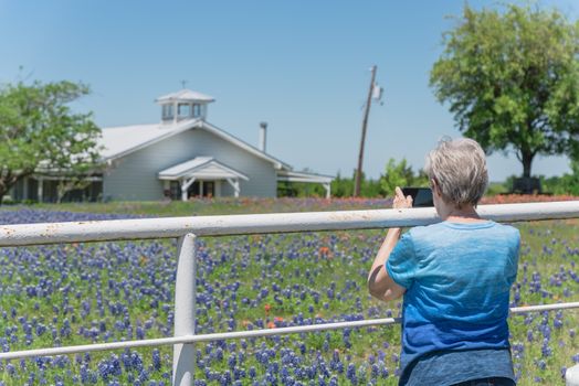 Close-up back view a healthy Caucasian senior lady using smart phone to capture Bluebonnet and Indian Paintbrush wildflower blooming through white fence of local farm in Bristol, Texas, USA
