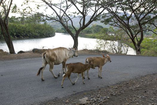 livestock cattle in the streets