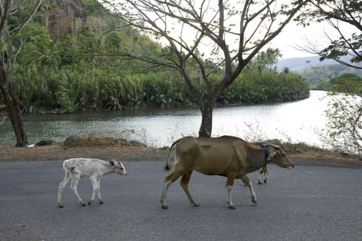 livestock cattle in the streets