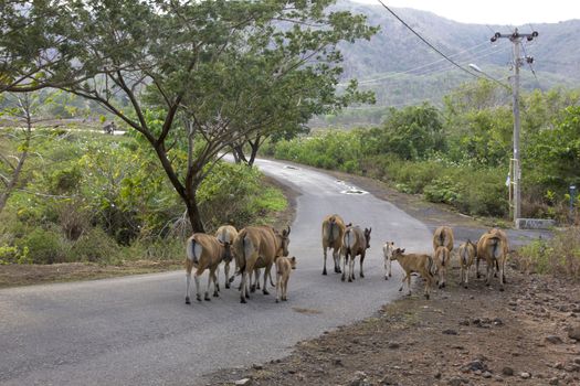 livestock cattle in the streets