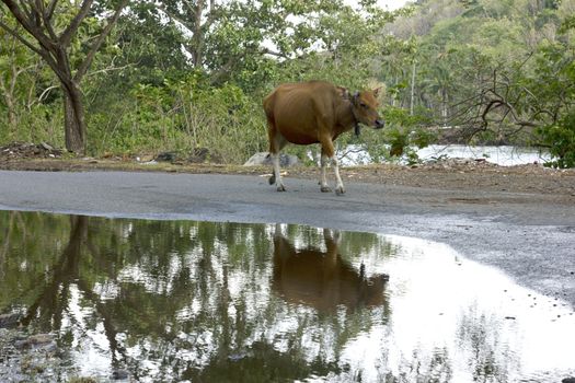 livestock cattle in the streets