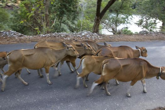 livestock cattle in the streets