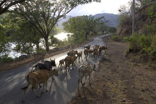 livestock cattle in the streets