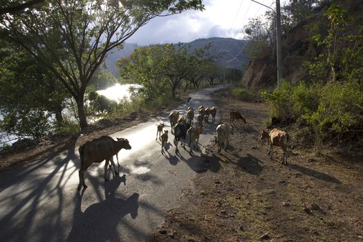 livestock cattle in the streets