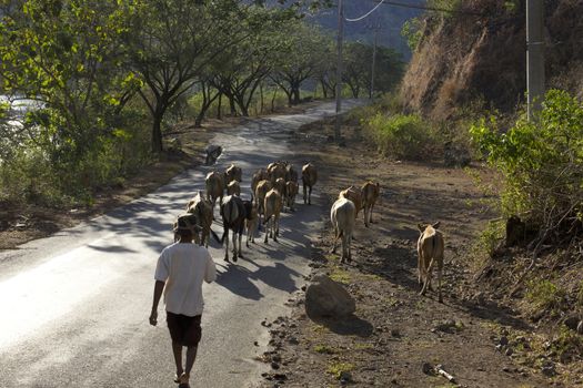 livestock cattle in the streets