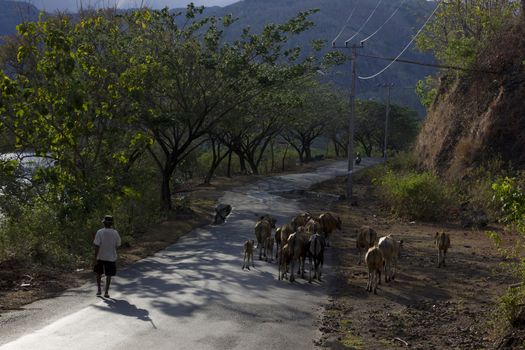 livestock cattle in the streets