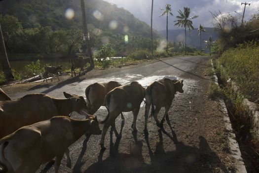 livestock cattle in the streets