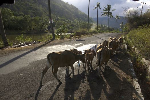 livestock cattle in the streets