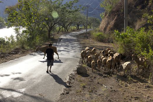 livestock cattle in the streets