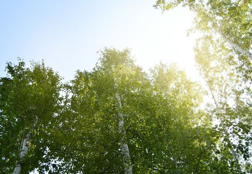 Sunlight shines through the crown of tall trees against the blue sky on a Sunny summer day.