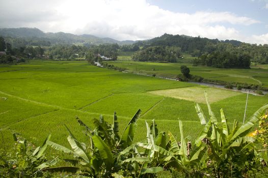 expanse of rice fields stretchedl a village panaroma on South Sulawesi