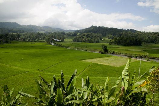 expanse of rice fields stretchedl a village panaroma on South Sulawesi