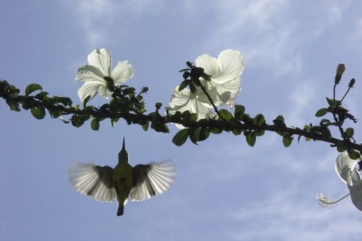 a little bird flying on white hibiscus flower