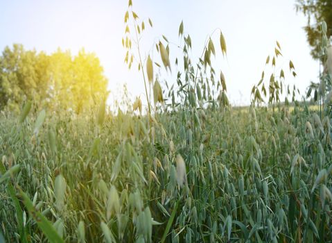 Ears of oats and wheat ripen in the field against the blue sky and sunlight. The concept of growing organic bio products.