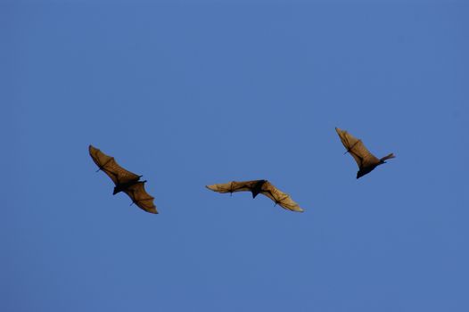 three flying bat against blue sky