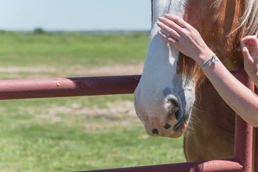 Close-up the hands of young lady touching the Holland Draft Horse. Female hand stroking a brown Dutch stallion head. Tenderness and caring for animals concept, rural, simple life in the farm