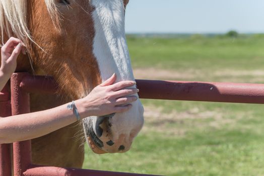 Close-up the hands of young lady touching the Holland Draft Horse. Female hand stroking a brown Dutch stallion head. Tenderness and caring for animals concept, rural, simple life in the farm