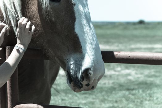 Vintage tone close-up the hands of young lady touching the Holland Draft Horse. Female hand stroking a brown Dutch stallion head. Tenderness, caring for animal concept, rural, simple life in the farm