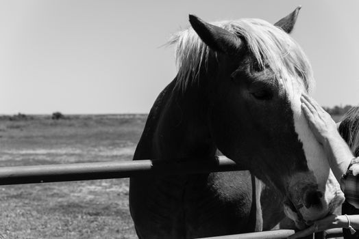 Vintage tone close-up the hands of young lady touching the Holland Draft Horse. Female hand stroking a brown Dutch stallion head. Tenderness, caring for animal concept, rural, simple life in the farm