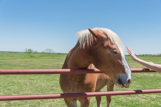 Close-up the hands of young lady touching the Holland Draft Horse. Female hand stroking a brown Dutch stallion head. Tenderness and caring for animals concept, rural, simple life in the farm