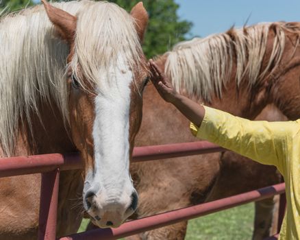 Senior Asian lady hand touching the Holland Draft Horse. Female hand stroking a brown Dutch stallion head. Tenderness and caring for animals concept, rural, simple life in the farm in America