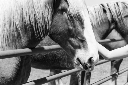 Vintage tone close-up the hands of young lady touching the Holland Draft Horse. Female hand stroking a brown Dutch stallion head. Tenderness, caring for animal concept, rural, simple life in the farm