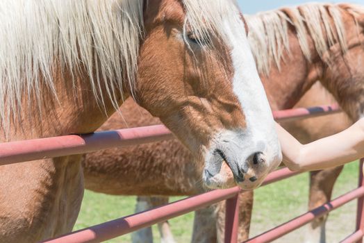 Close-up the hands of young lady touching the Holland Draft Horse. Female hand stroking a brown Dutch stallion head. Tenderness and caring for animals concept, rural, simple life in the farm