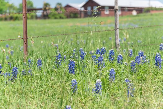 Bluebonnet and Indian Paintbrush wildflower blooming in springtime at rural farm in Bristol, Texas, USA. Scenic life on the ranch with rustic fence