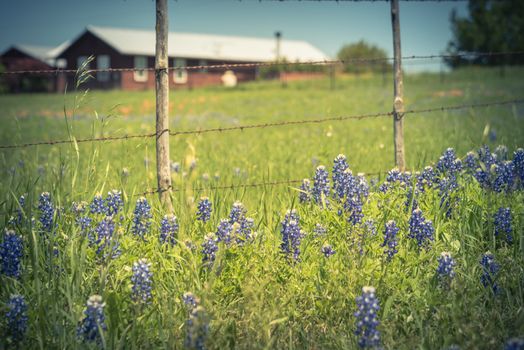 Vintage tone bluebonnet and Indian Paintbrush wildflower blooming in springtime at rural farm in Bristol, Texas, USA. Scenic life on the ranch with rustic fence