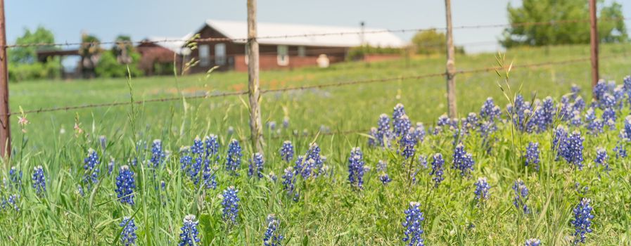 Panorama view Bluebonnet and Indian Paintbrush wildflower blooming in springtime at rural farm in Bristol, Texas, USA. Scenic life on the ranch with rustic fence