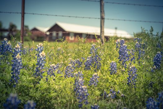 Vintage tone bluebonnet and Indian Paintbrush wildflower blooming in springtime at rural farm in Bristol, Texas, USA. Scenic life on the ranch with rustic fence