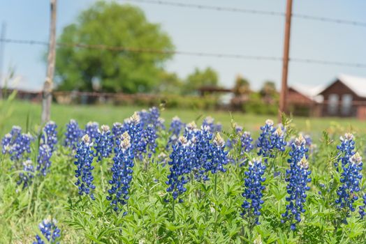 Bluebonnet and Indian Paintbrush wildflower blooming in springtime at rural farm in Bristol, Texas, USA. Scenic life on the ranch with rustic fence