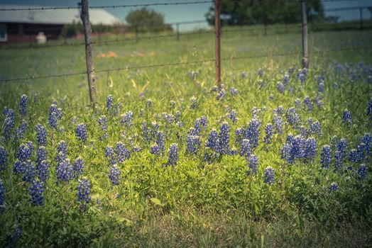 Vintage tone bluebonnet and Indian Paintbrush wildflower blooming in springtime at rural farm in Bristol, Texas, USA. Scenic life on the ranch with rustic fence