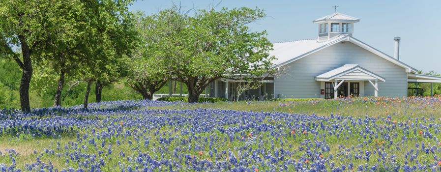 Panorama view Bluebonnet and Indian Paintbrush wildflower blooming in springtime at rural farm in Bristol, Texas, USA. Scenic life on the ranch with rustic fence