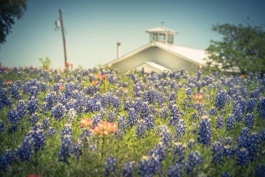 Vintage tone bluebonnet and Indian Paintbrush wildflower blooming in springtime at rural farm in Bristol, Texas, USA. Scenic life on the ranch with rustic fence