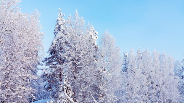 Trees covered with snow and frost in the winter forest against the blue sky.