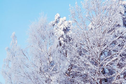 Trees covered with snow and frost in the winter forest against the blue sky.