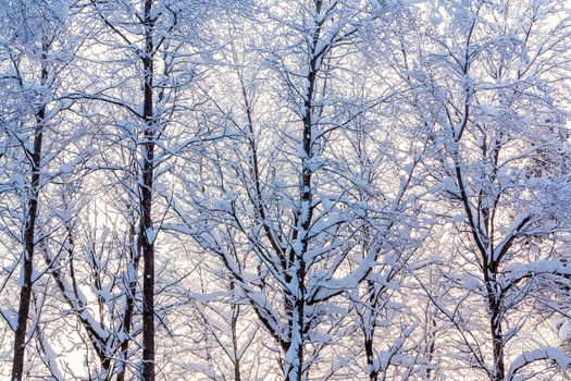 Winter landscape - snow-covered trees along the road in the rays of sunset.