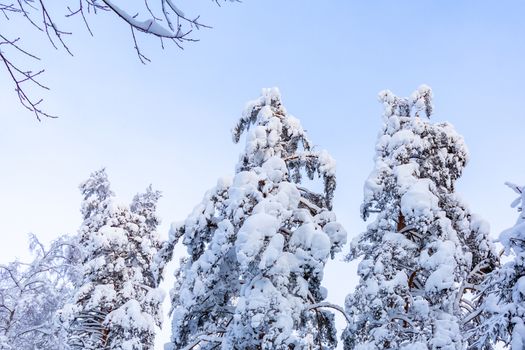 Trees covered with snow and frost in the winter forest against the blue sky.