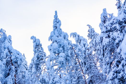 Trees covered with snow and frost in the winter forest against the blue sky.