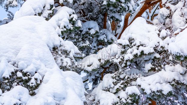 Trees covered with snow and frost in the winter forest against the blue sky.