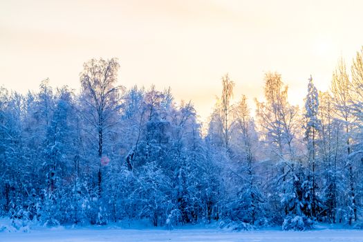 Winter landscape - snow-covered trees along the road in the rays of sunset.